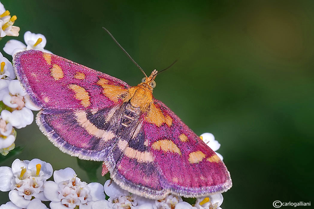 Pyrausta purpuralis